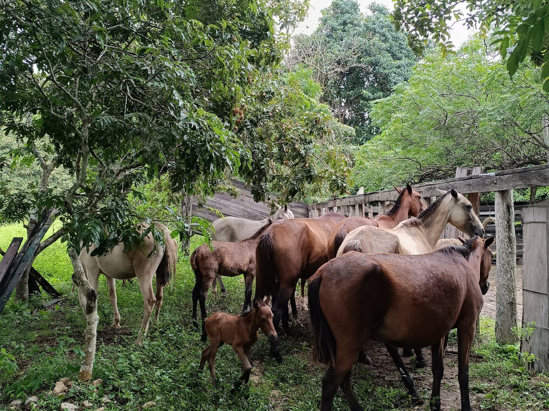 Finca Cacarachi-San Ignacio de Velasco必去景点