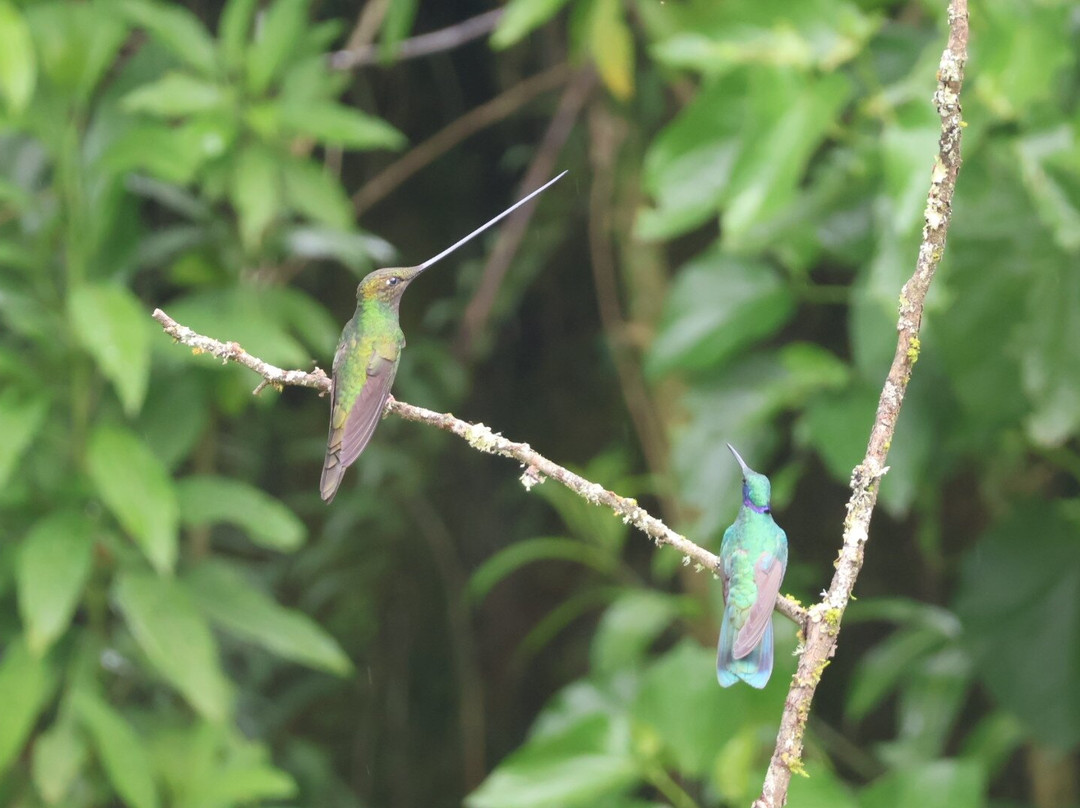 San Jorge Eco-Lodge & Botanical Reserve主图