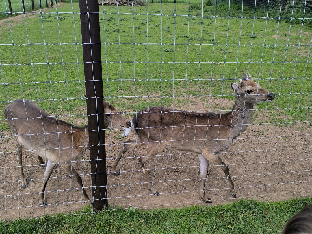 Castleview Open Farm-Cullahill必去景点