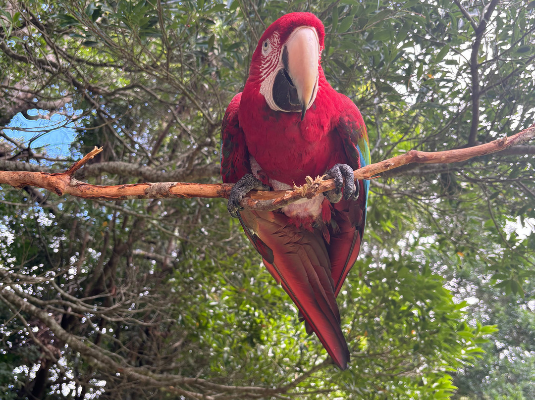 Jungla de Panama Wildlife Refuge景点图片