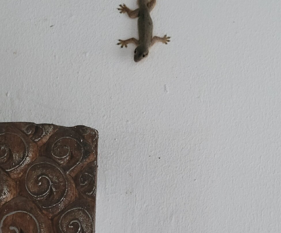 Absolute Scuba Bali Dive Resort主图