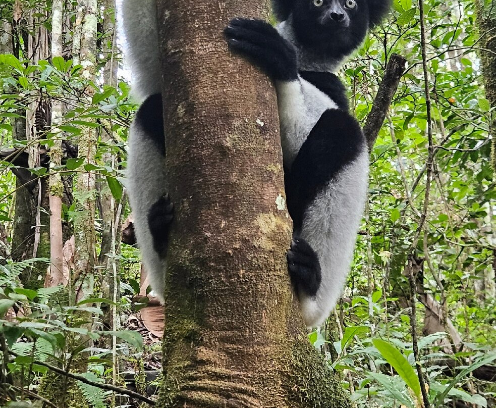 Madagascar Visite Company-安塔那那利佛必去景点