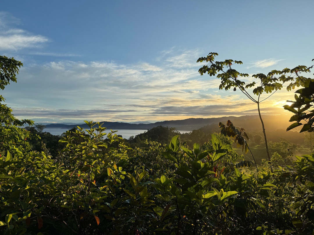 Drake Bay Greenleaf主图