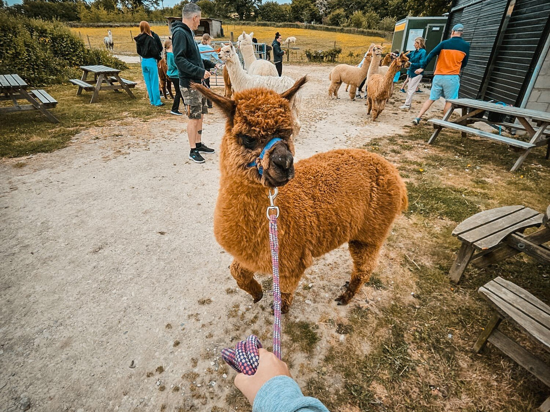 Brackenfield Alpacas景点图片