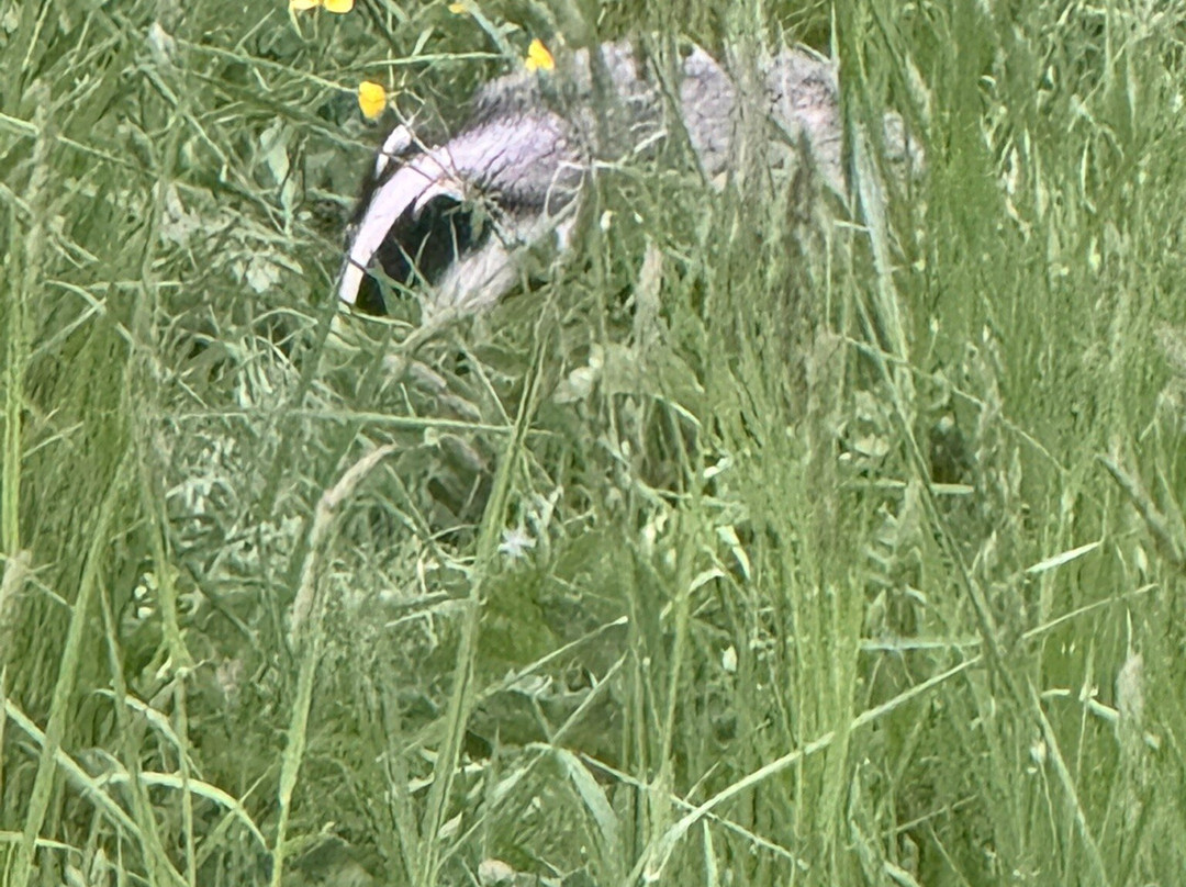 Badger Watch Dorset-Buckland Newton必去景点