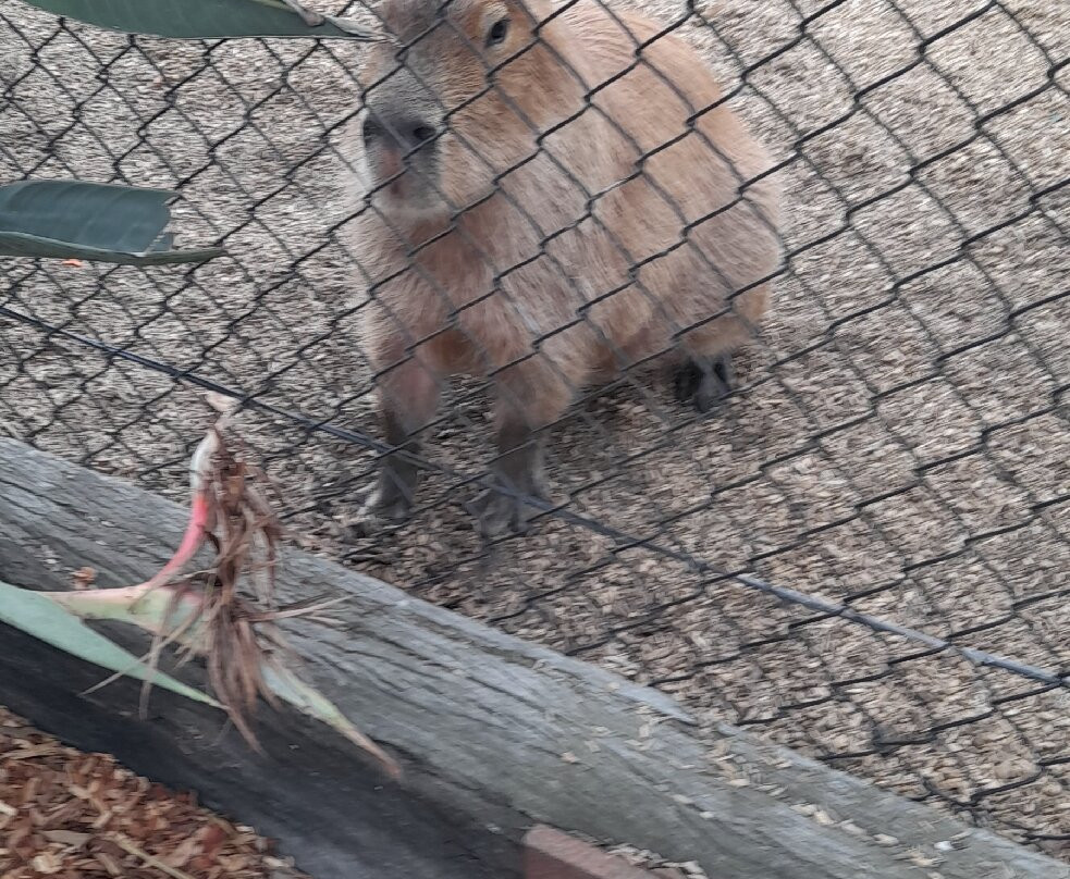 Hunter Valley Wildlife Park-Nulkaba必去景点