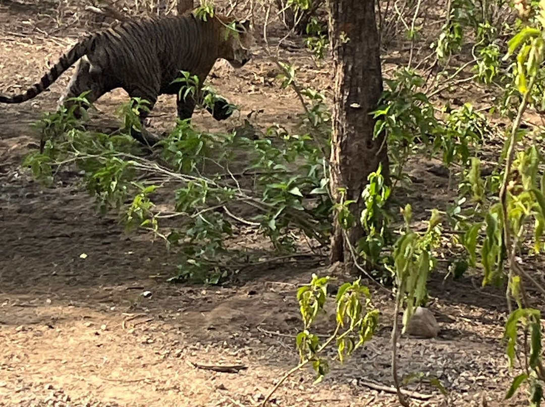 Jungle Safari Tours-Sariska必去景点