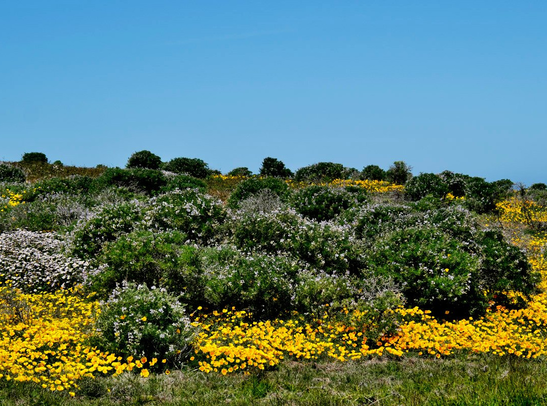 Fiscalini Ranch Preserve景点图片