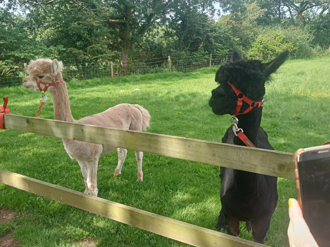 Pembrokeshire Alpaca Trekking景点图片