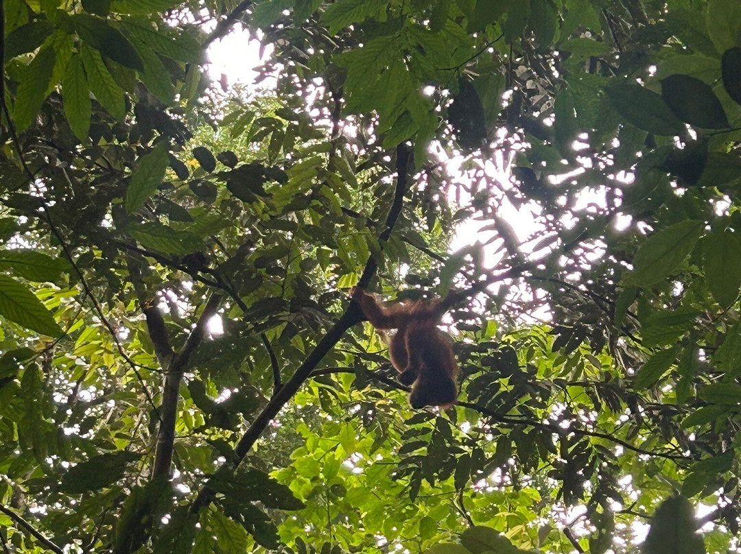 Hasby Ketambe Jungle Tours-Ketambe必去景点