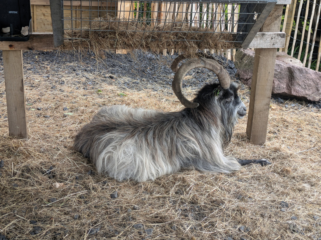 Old Irish Goat Centre-Mulranny必去景点