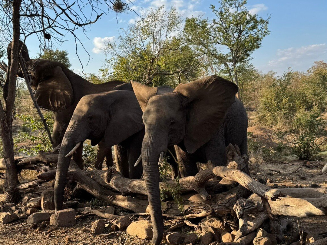 Wild Horizons Elephant Sanctuary景点图片