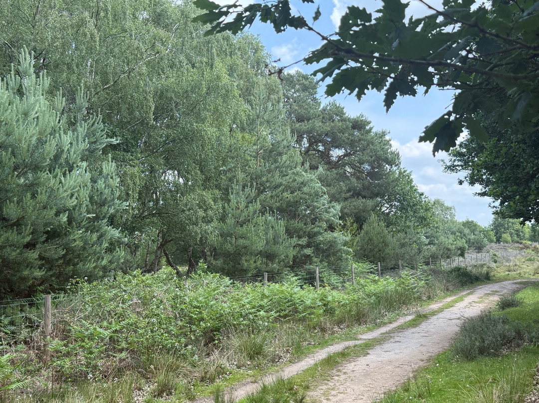 RSPB Budby South Forest景点图片
