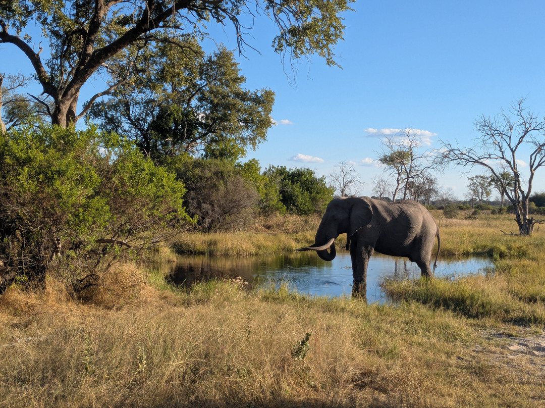 Shangana Safaris Okavango Botswana景点图片