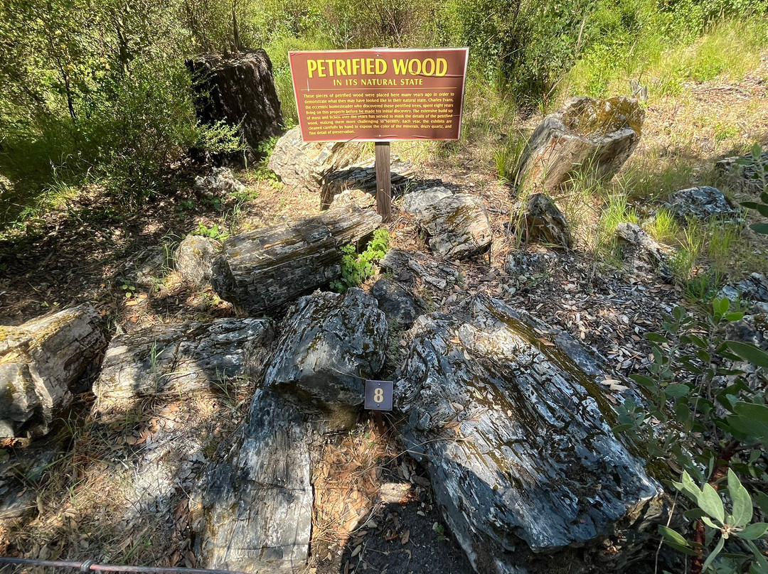 Petrified Forest-卡利斯托加必去景点