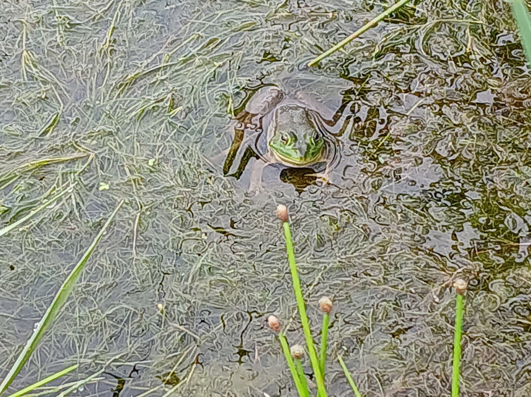 Lavender Life Company-Caledonia必去景点