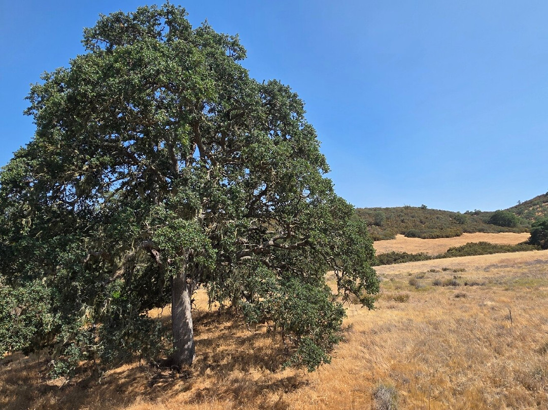 尖顶国家公园-Paicines必去景点