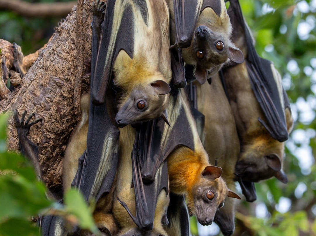 Africa Green Tours-Kibuye必去景点