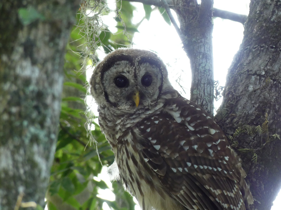 St. John's River Eco Tours, LLC-DeBary必去景点