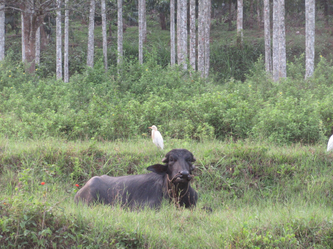 Greenways Treehut & Villas主图