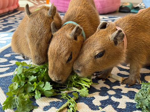 Happy Capys Capybara Experiences-恩格尔伍德必去景点