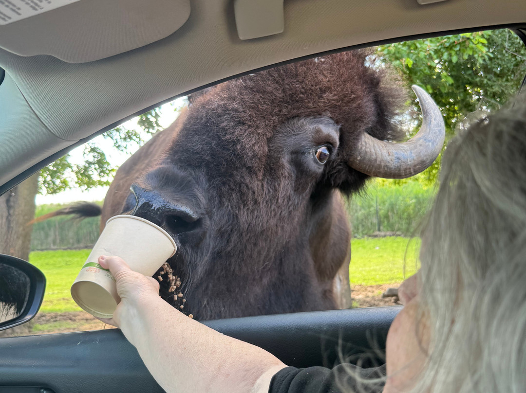 Safari Lake Geneva-日内瓦湖必去景点