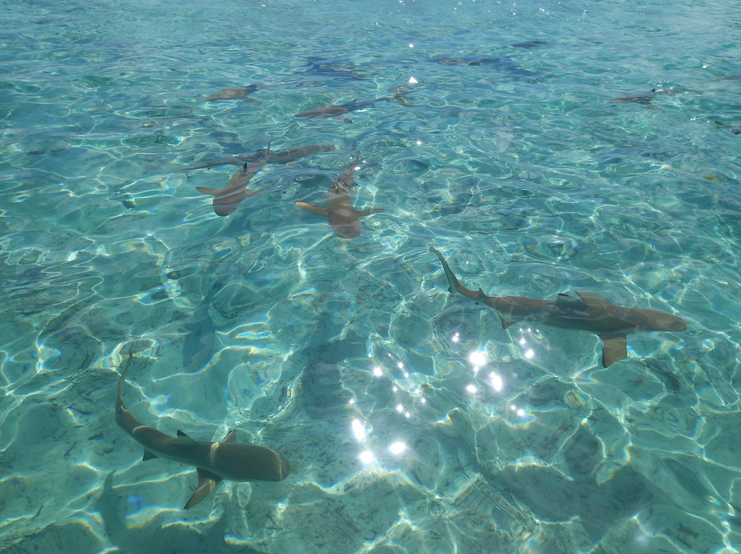 Bora Bora Onoku Services-瓦伊塔佩必去景点