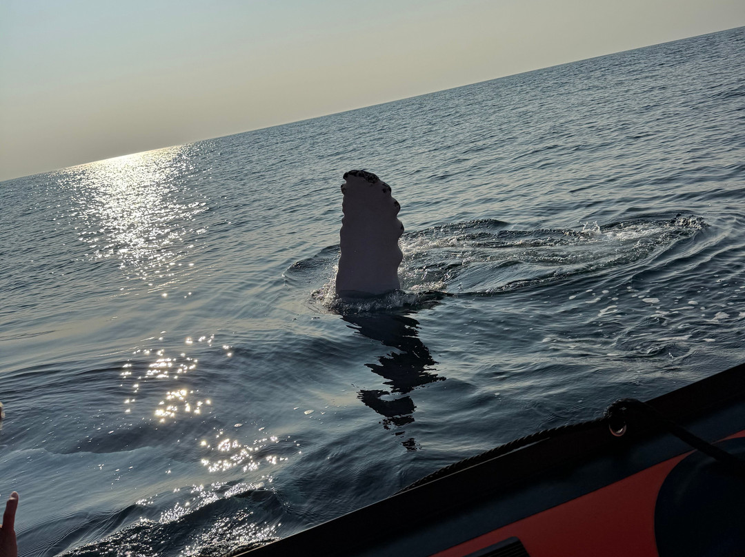 Discovery Sea Adventures-Bonavista必去景点