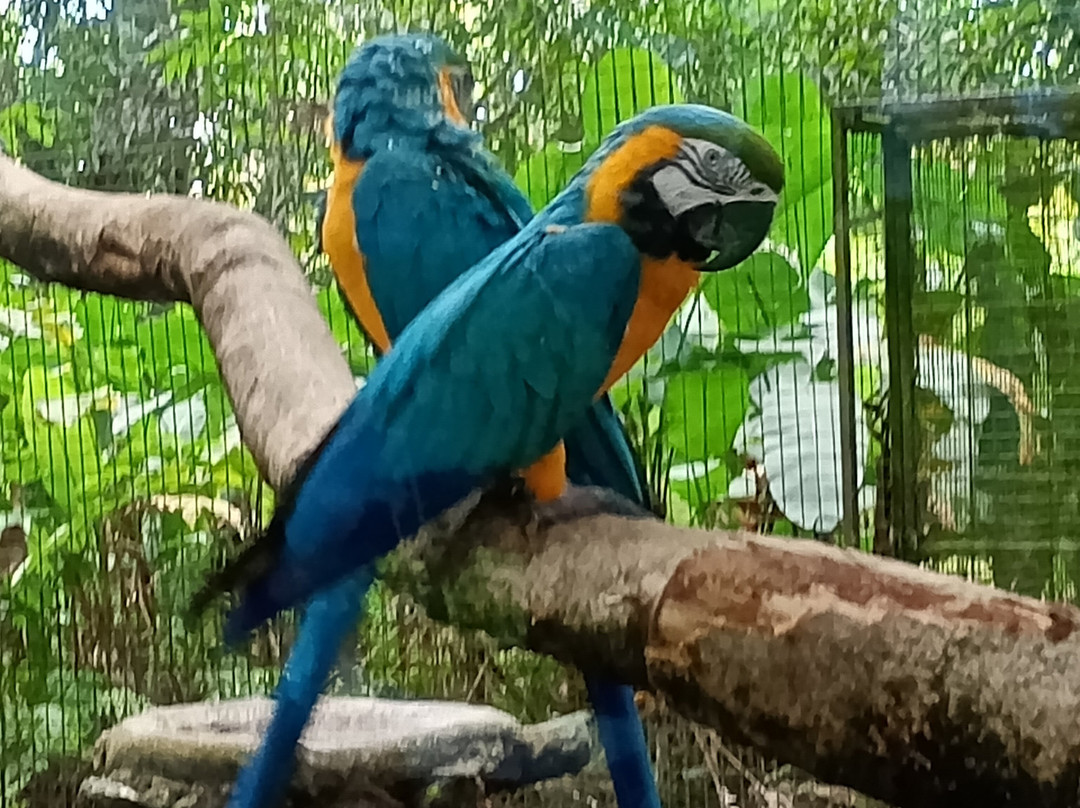 Zoo de Guyane-Macouria必去景点