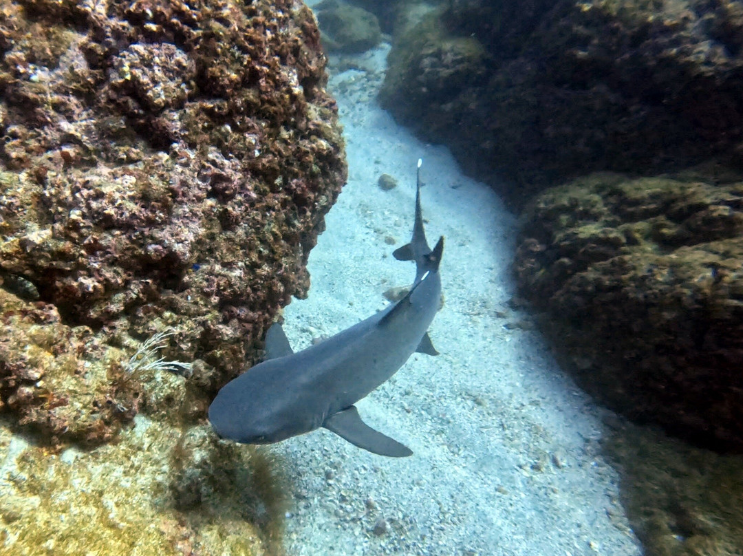 Uncharted Diving Expeditions-Playa Flamingo必去景点