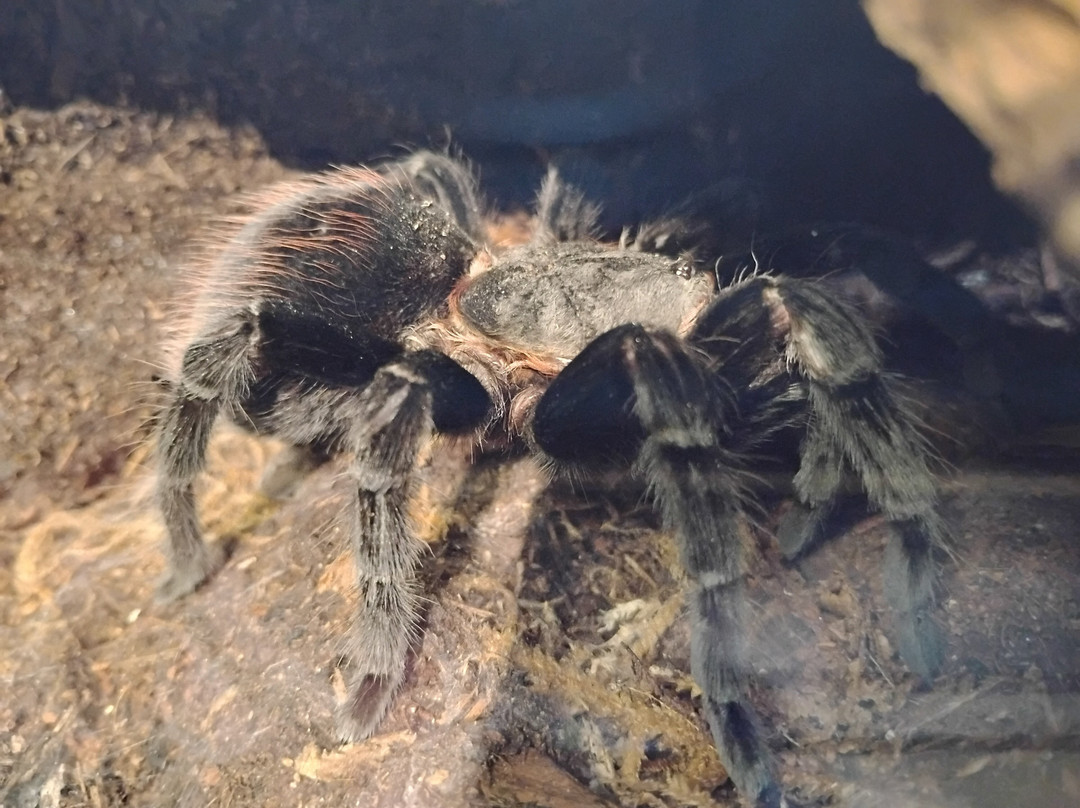 Butterfly Pavilion-威斯敏斯特必去景点