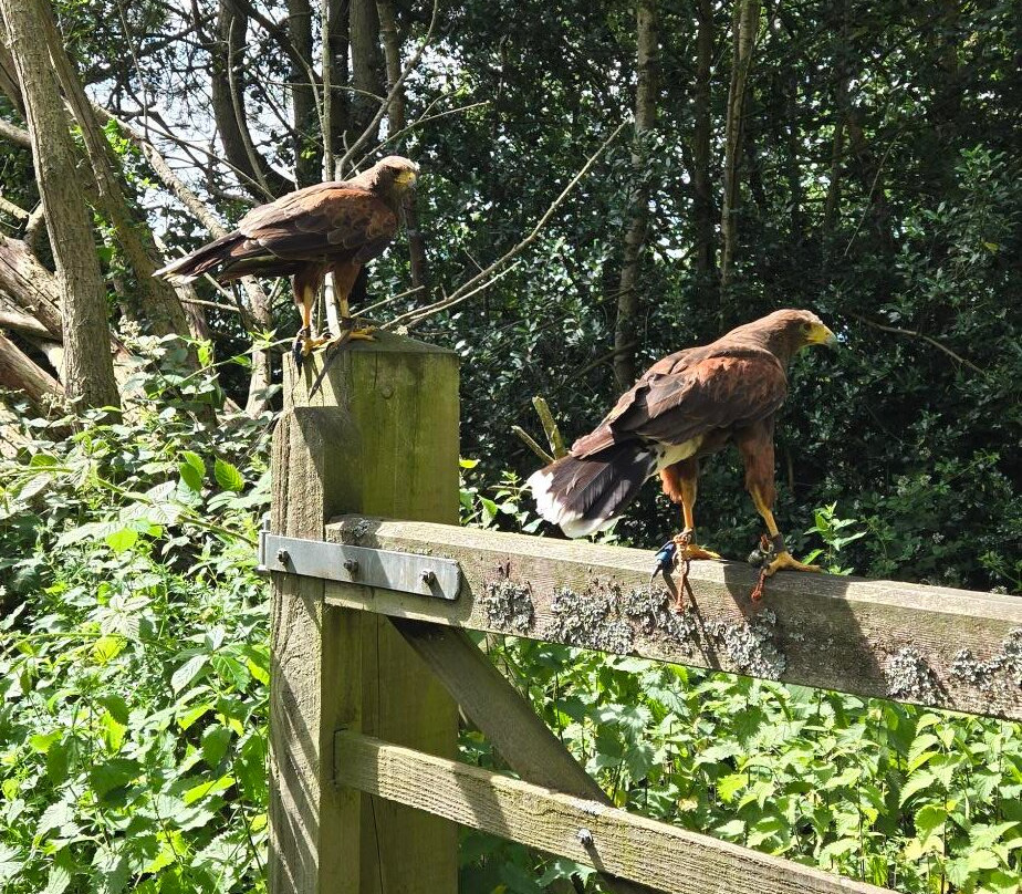 Shropshire Falconry Ltd-什鲁斯伯里必去景点