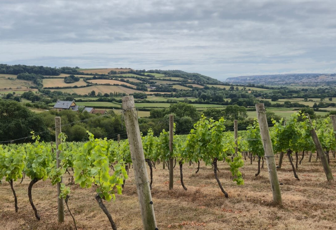 Castlewood Vineyard-Axminster必去景点