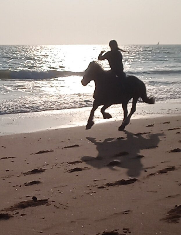 Les Ecuries de la Sauzaie-Bretignolles Sur Mer必去景点