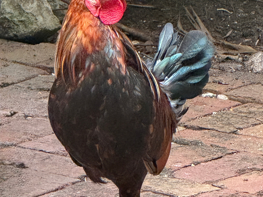 The Mermaid & The Alligator主图