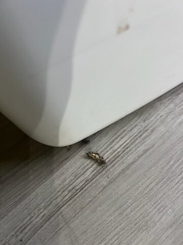 Baymont by Wyndham Green Bay主图