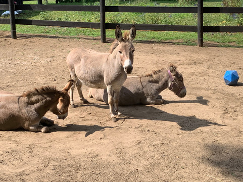 Spring Creek Lavender