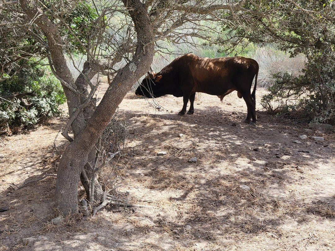 Agriates Evasion-Casta必去景点