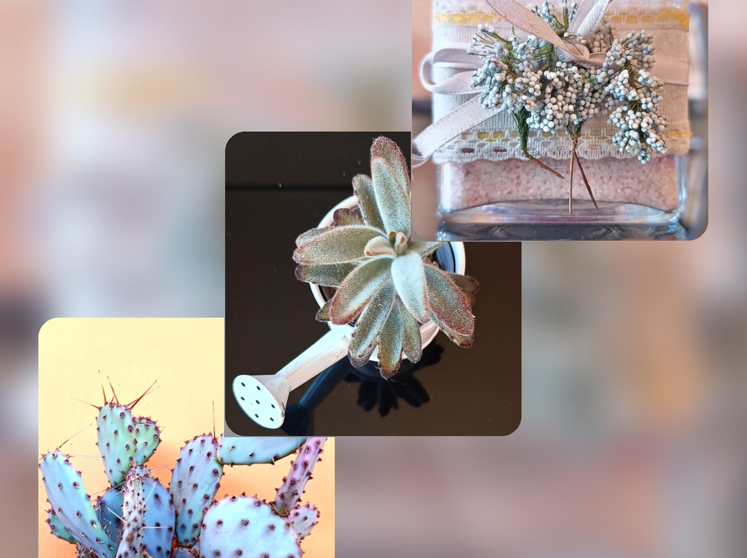 B&b Al Chiaro Di Luna主图