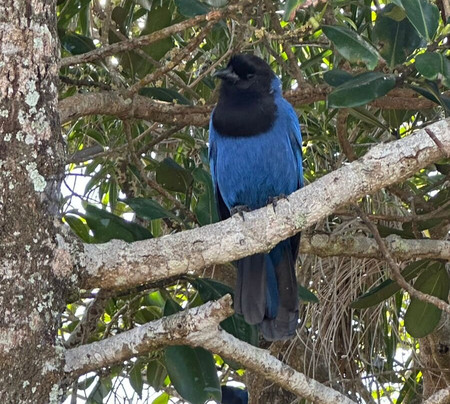 Trilha Dolmén da Oração-弗洛里亚诺波利斯必去景点