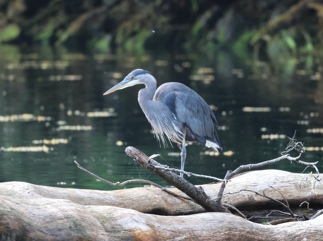 Gwaii Haanas National Park-Daajing Giids必去景点