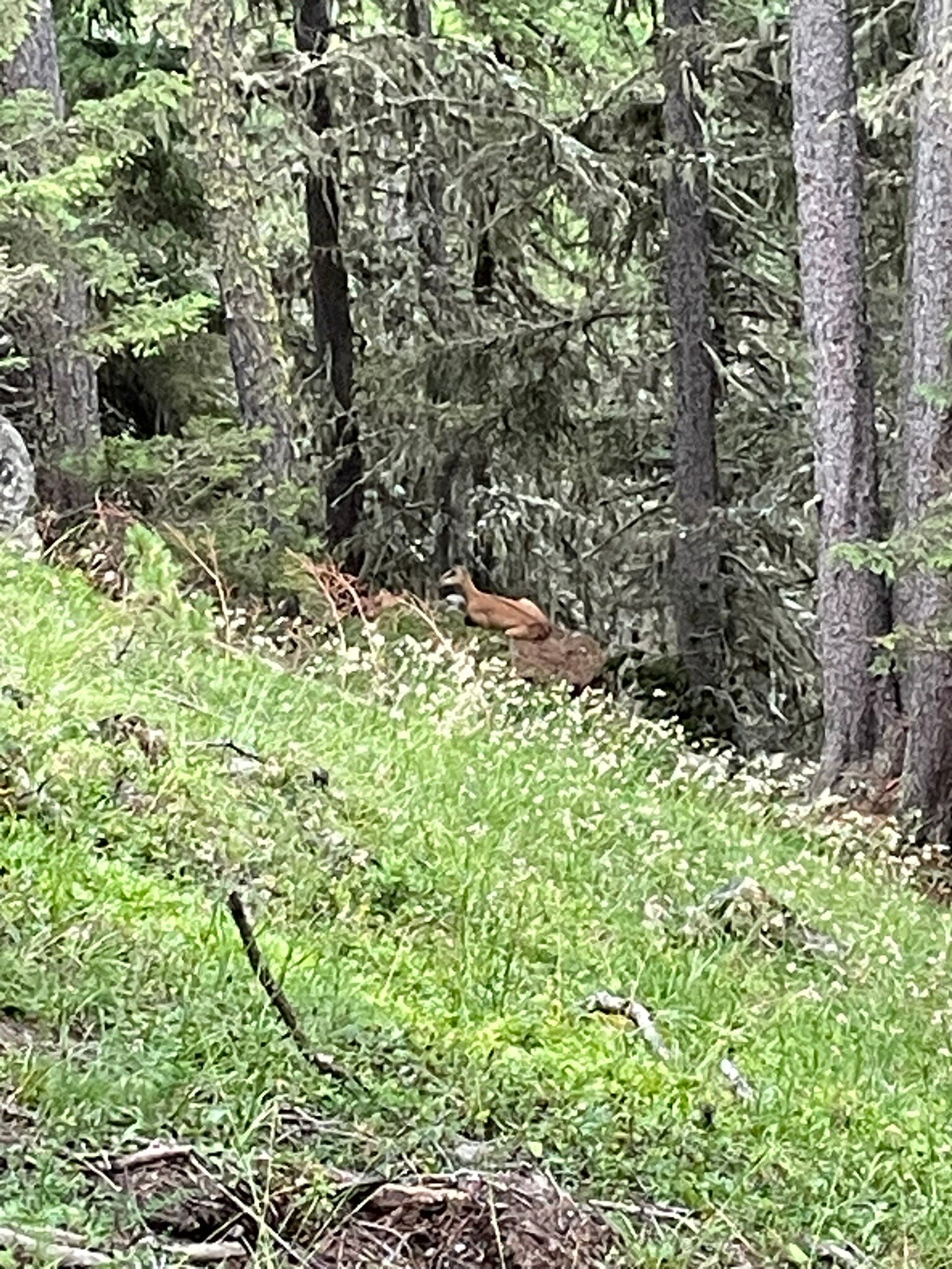 Waldhotel Fletschhorn-官方