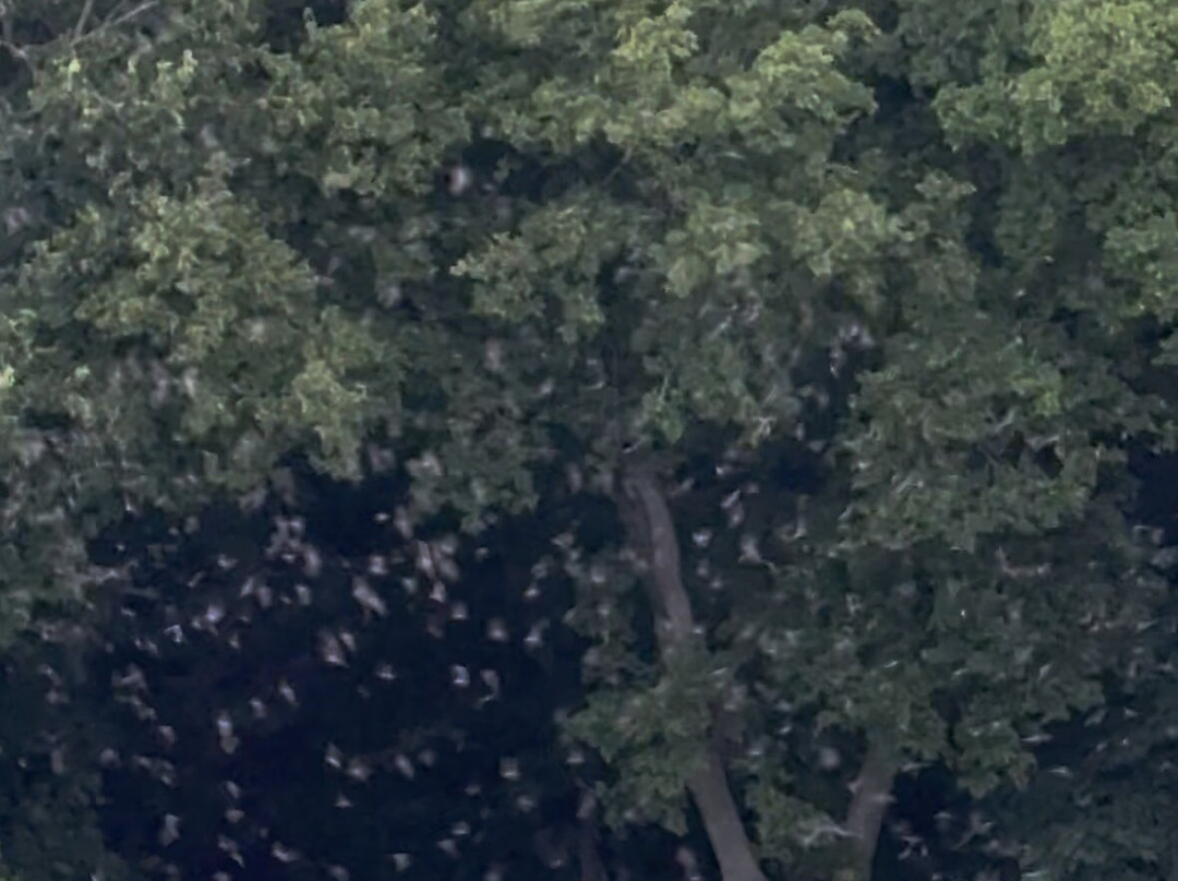 Old Tunnel State Park-弗雷德里克斯堡必去景点