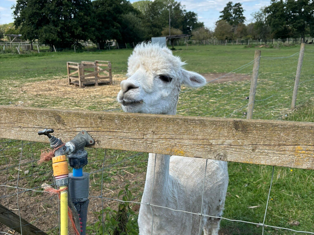 Tostock Animal Park-Tostock必去景点