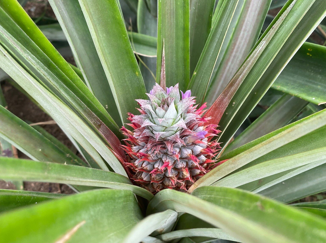Ananas Santo Antonio-蓬塔德尔加达必去景点