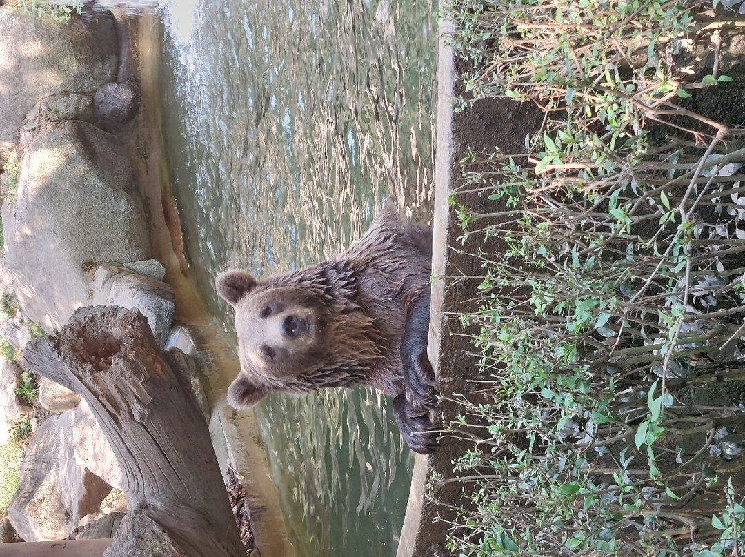 Parc Animalier Des Pyrénées-Ayzac-Ost必去景点