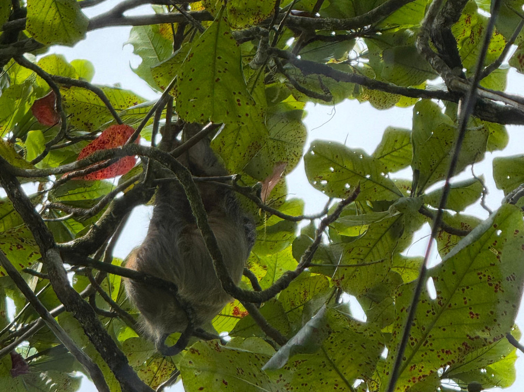 Pineapple Tours-主日镇必去景点