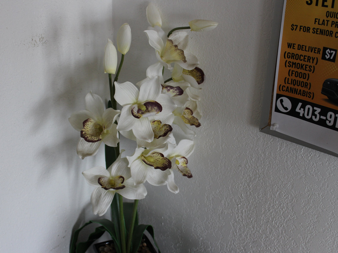 Plains Motor Inn主图