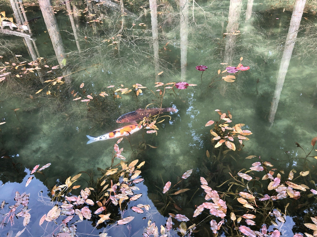 Monet’s Pond-关市必去景点