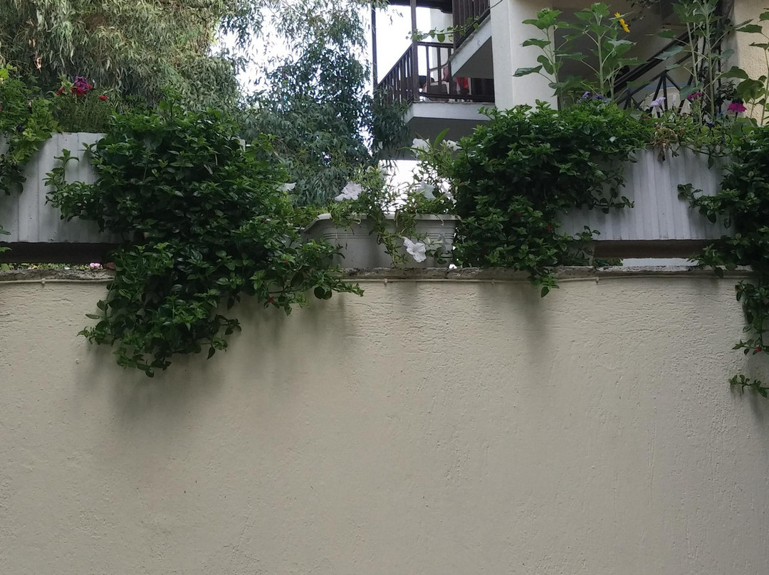 Pansion Prodromina主图